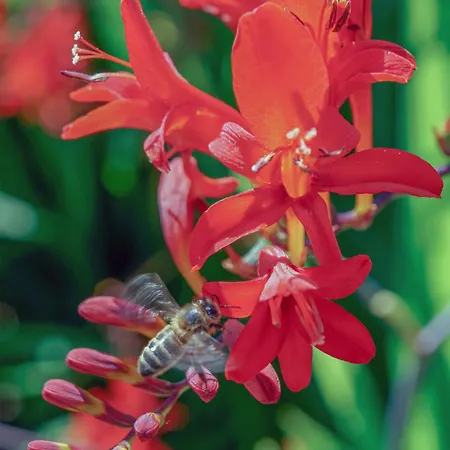 Ardagh & Restaurant Clifden